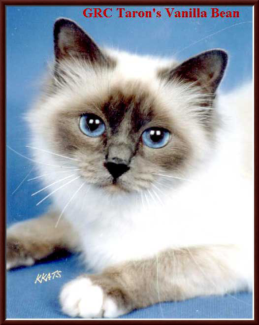 Birman Color Chart TARON BIRMANS